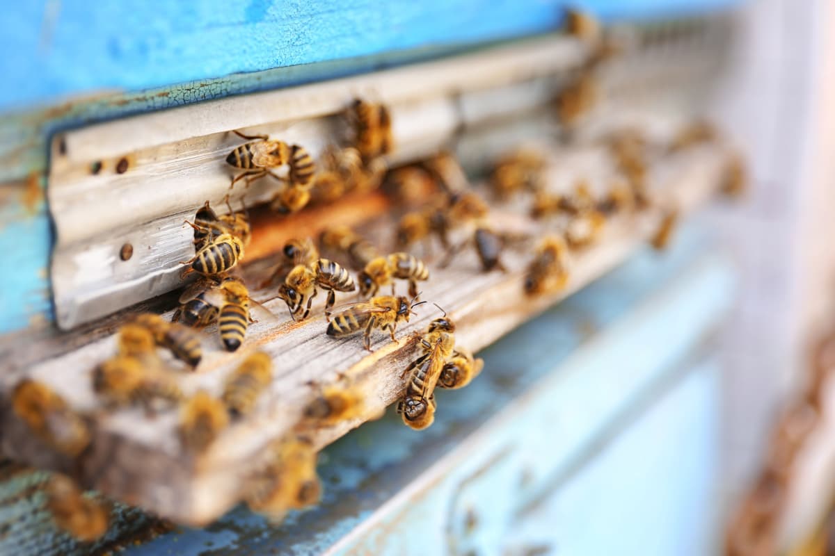 honeybees-entering-hive.jpg